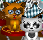 Cuidando dos Gatinhos